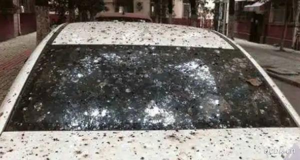 树油滴在车上怎么去除